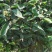 红花油茶苗红花油茶树苗红花油茶营养杯苗
