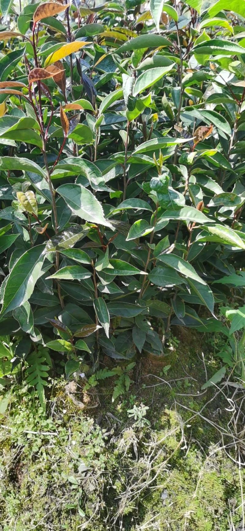 红花油茶苗红花油茶树苗红花油茶营养杯苗