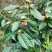 红花油茶苗红花油茶树苗红花油茶营养杯苗