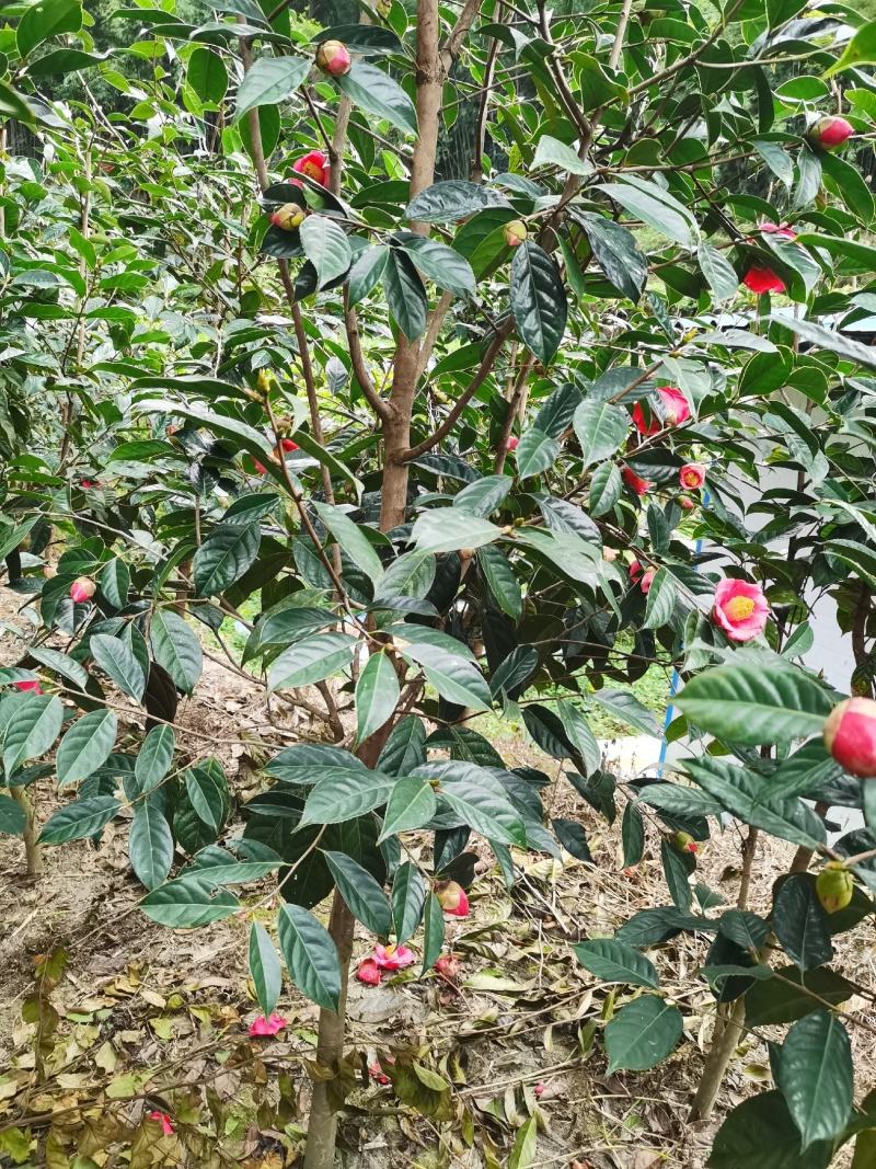 红花油茶苗红花油茶树苗红花油茶营养杯苗