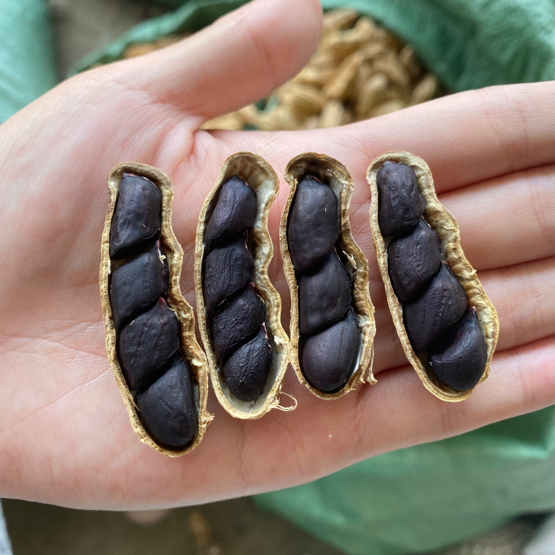 云南带壳黑花生机器挑选饱满度百分之九十以上长期供应
