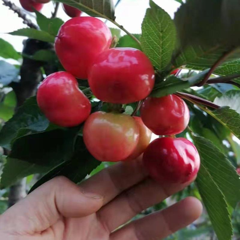 沂蒙山大樱桃价格低，质量好口感脆甜，全国发货，货源充足。