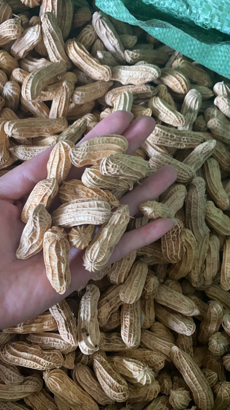 云南带壳黑花生机器挑选饱满度百分之九十以上长期供应