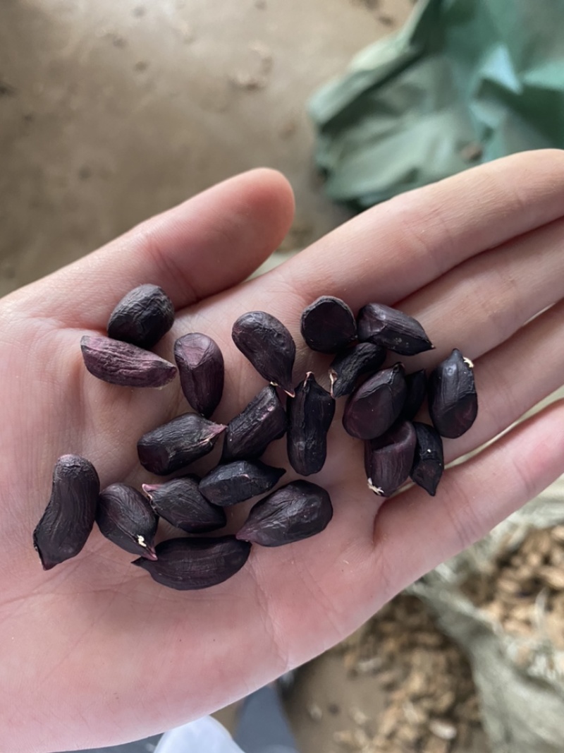 云南带壳黑花生机器挑选饱满度百分之九十以上长期供应