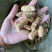 云南带壳黑花生机器挑选饱满度百分之九十以上长期供应