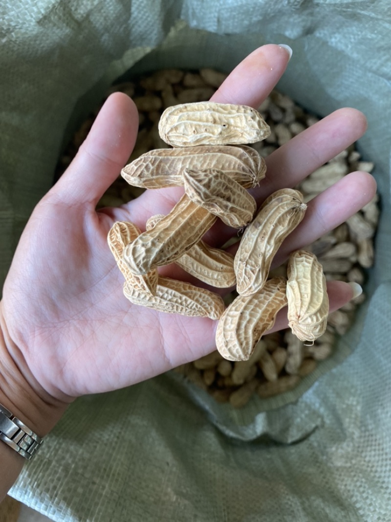 云南带壳黑花生机器挑选饱满度百分之九十以上长期供应