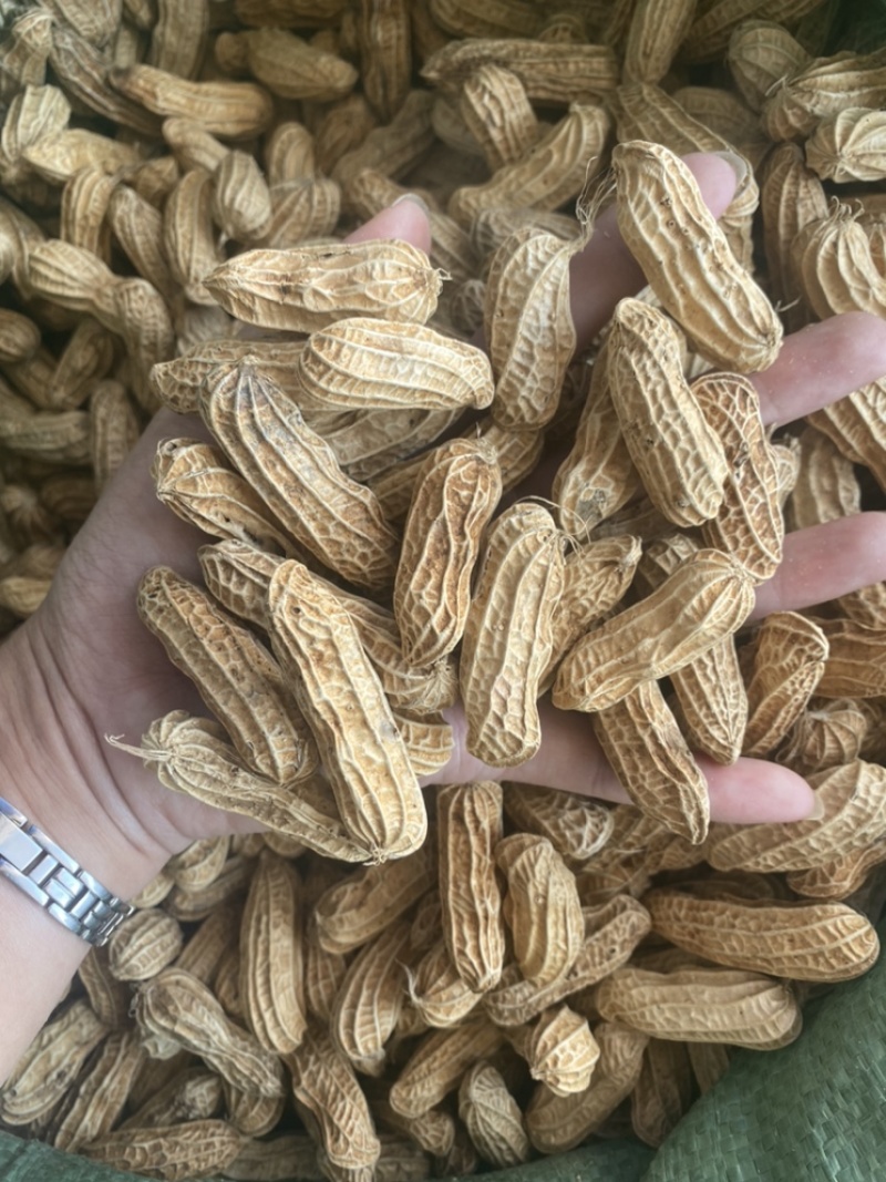 云南带壳黑花生机器挑选饱满度百分之九十以上长期供应