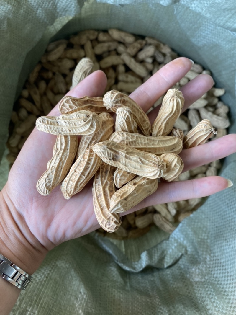 云南带壳黑花生机器挑选饱满度百分之九十以上长期供应