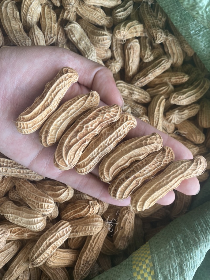 云南带壳黑花生机器挑选饱满度百分之九十以上长期供应