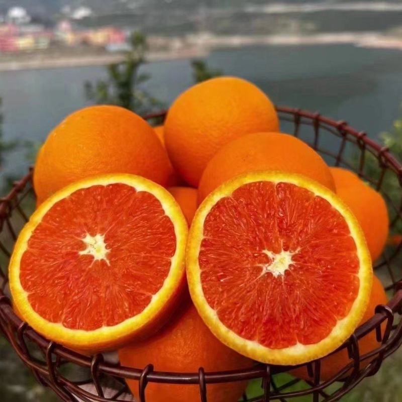 湖北秭归中华红橙/红肉橙/口感甜果肉细腻产地直销/诚信经