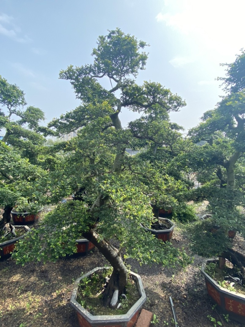 榆树、榆树盆景、造型榆树、榔榆、榆树桩、高2.8米