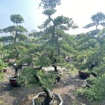 榆树、榆树盆景、造型榆树、榔榆、榆树桩、高2.8米