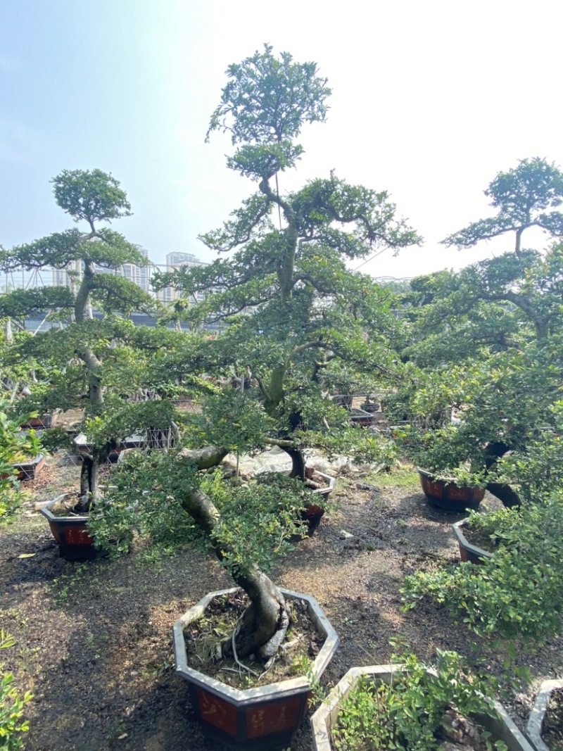 榆树、榆树盆景、造型榆树、榔榆、榆树桩、高2.8米