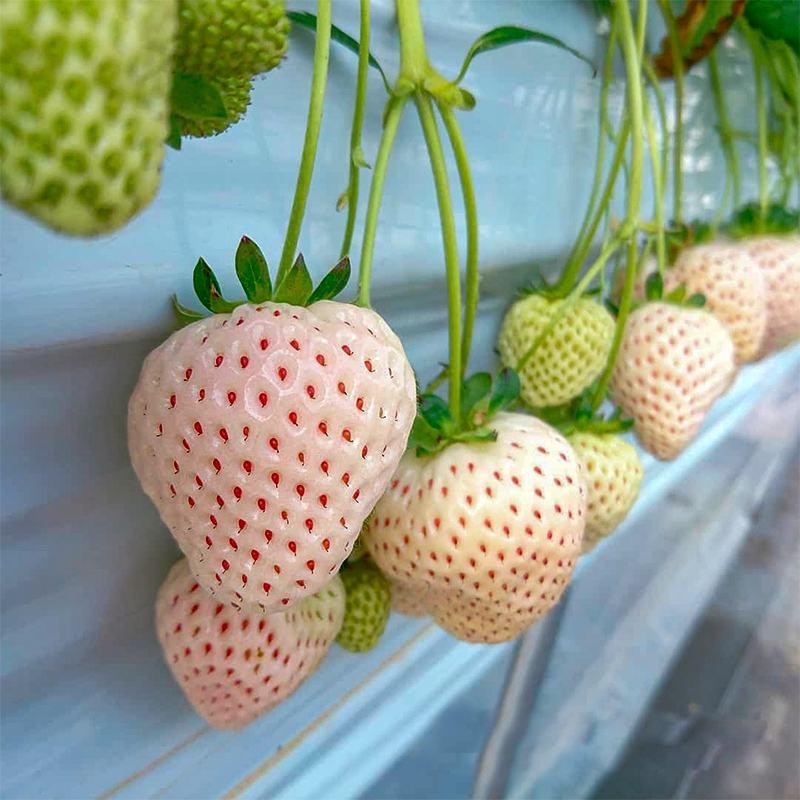 四季草莓苗室外阳台奶油草莓盆栽带盆带土南方北方四季结果草