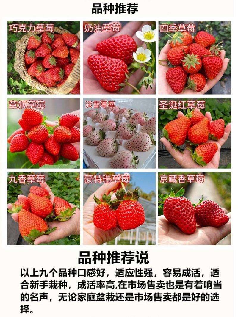 四季草莓苗室外阳台奶油草莓盆栽带盆带土南方北方四季结果草