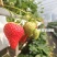 四季草莓苗室外阳台奶油草莓盆栽带盆带土南方北方四季结果草