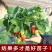 四季草莓苗室外阳台奶油草莓盆栽带盆带土南方北方四季结果草