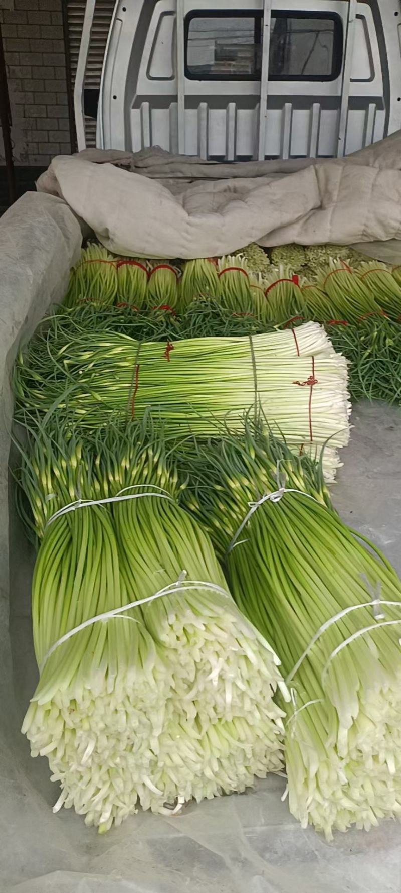 淮阳新鲜优质【白帽蒜薹】实力专业诚信代办大量供应蒜苔