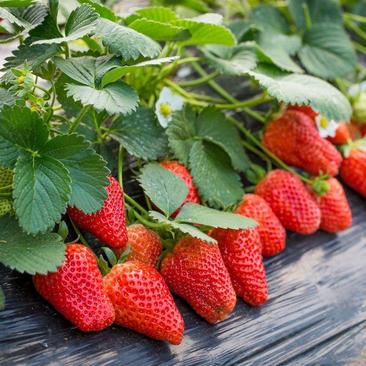 四季草莓苗室外阳台奶油草莓盆栽带盆带土南方北方四季结果草