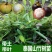 山竹苗无籽泰国进口山竹苗岭南山竹树苗当年结果庭院种常绿果