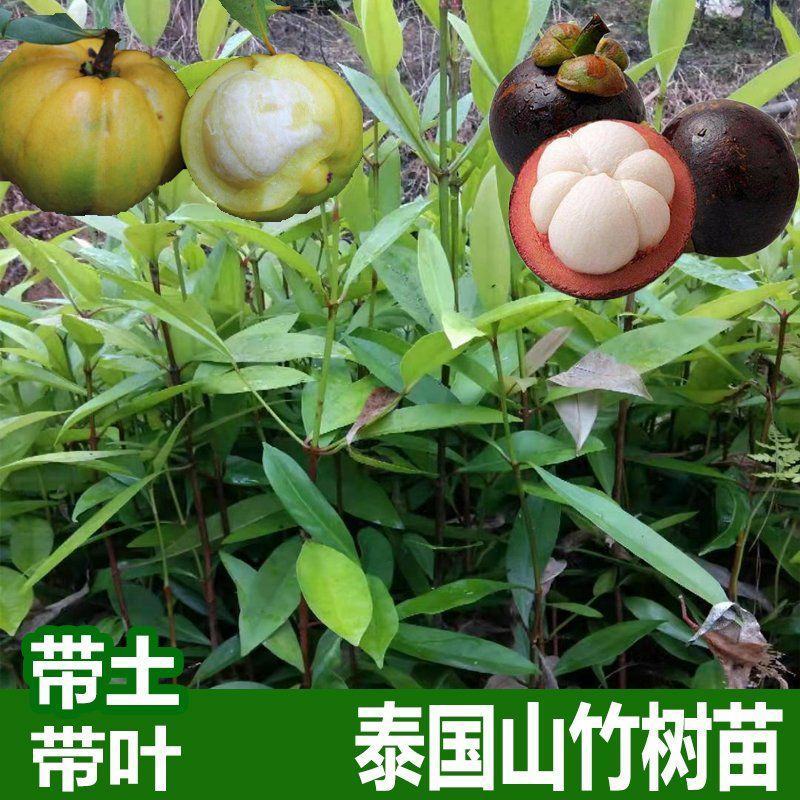 山竹苗无籽泰国进口山竹苗岭南山竹树苗当年结果庭院种常绿果