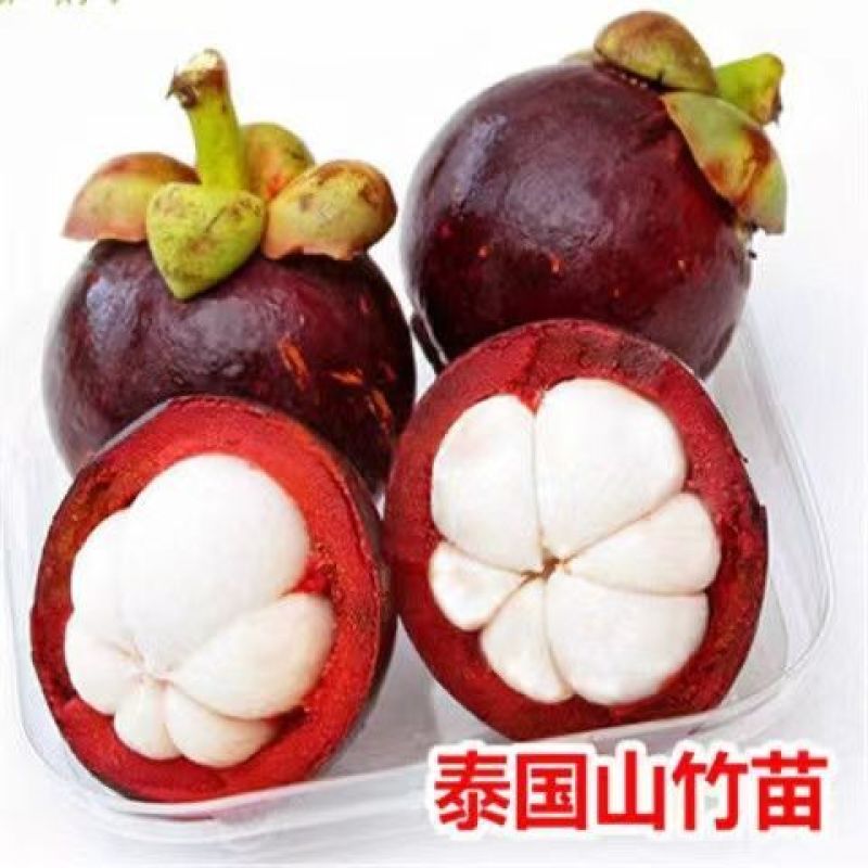 山竹苗无籽泰国进口山竹苗岭南山竹树苗当年结果庭院种常绿果