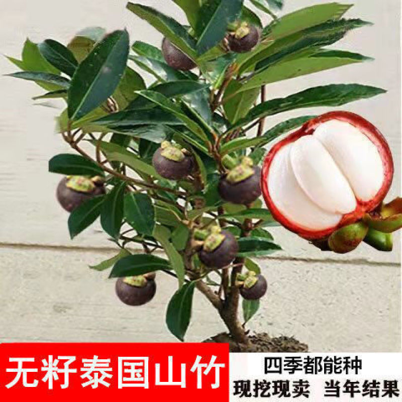 山竹苗无籽泰国进口山竹苗岭南山竹树苗当年结果庭院种常绿果