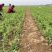 新鲜豌豆尖，基地直发现采现发，新鲜脆嫩一叶一心
