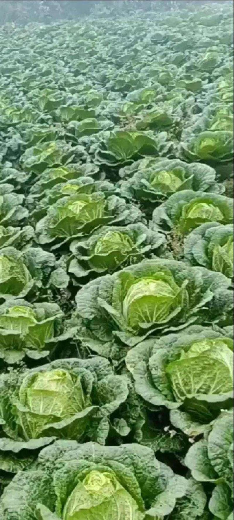 白菜，黄心大白菜，产地直发