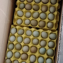 粉壳土鸡蛋绿壳鸡蛋