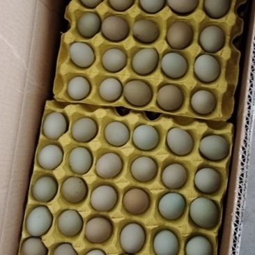 粉壳土鸡蛋绿壳鸡蛋