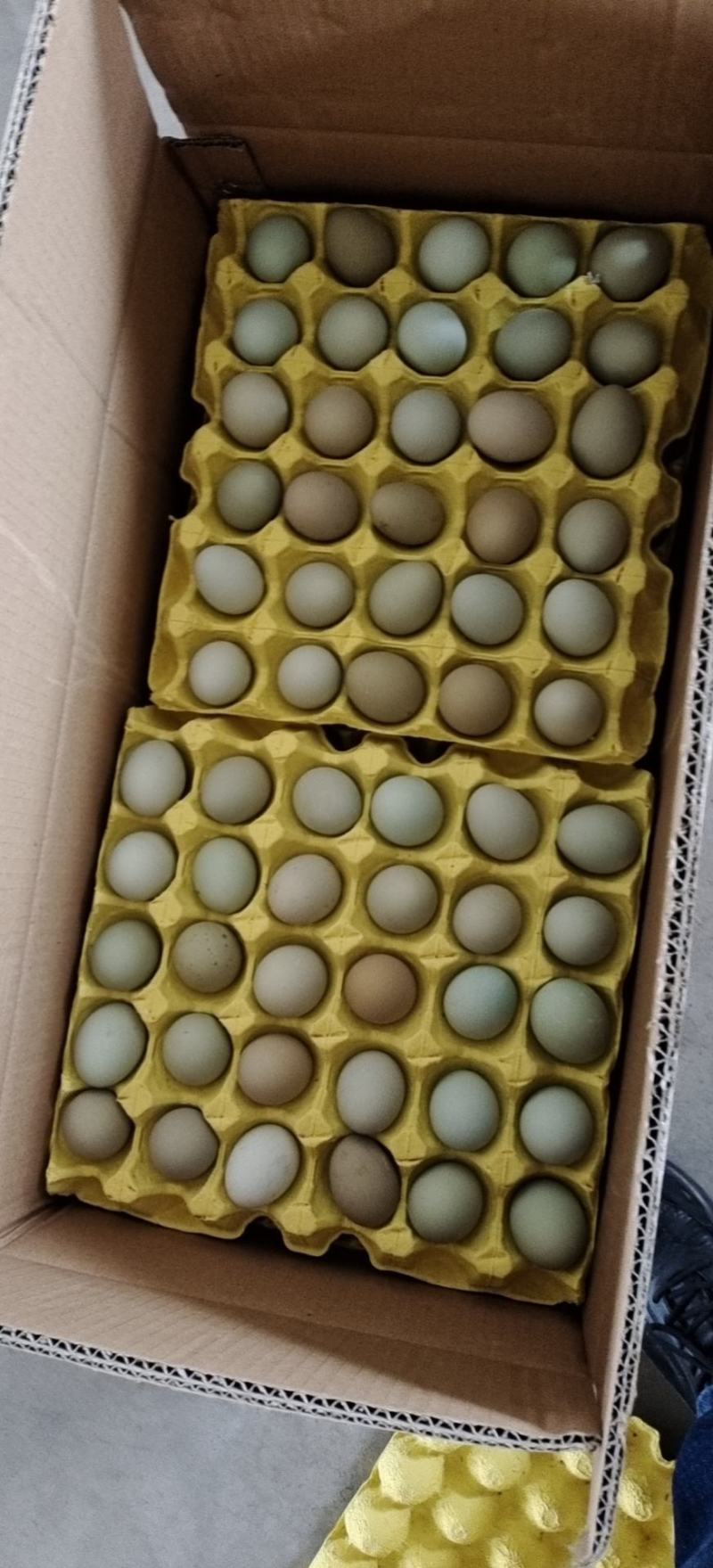 粉壳土鸡蛋绿壳鸡蛋