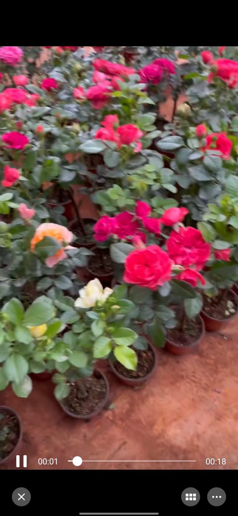 棒棒糖玫瑰一箱35盆，货好漂亮颜色多混色发货基地直发的