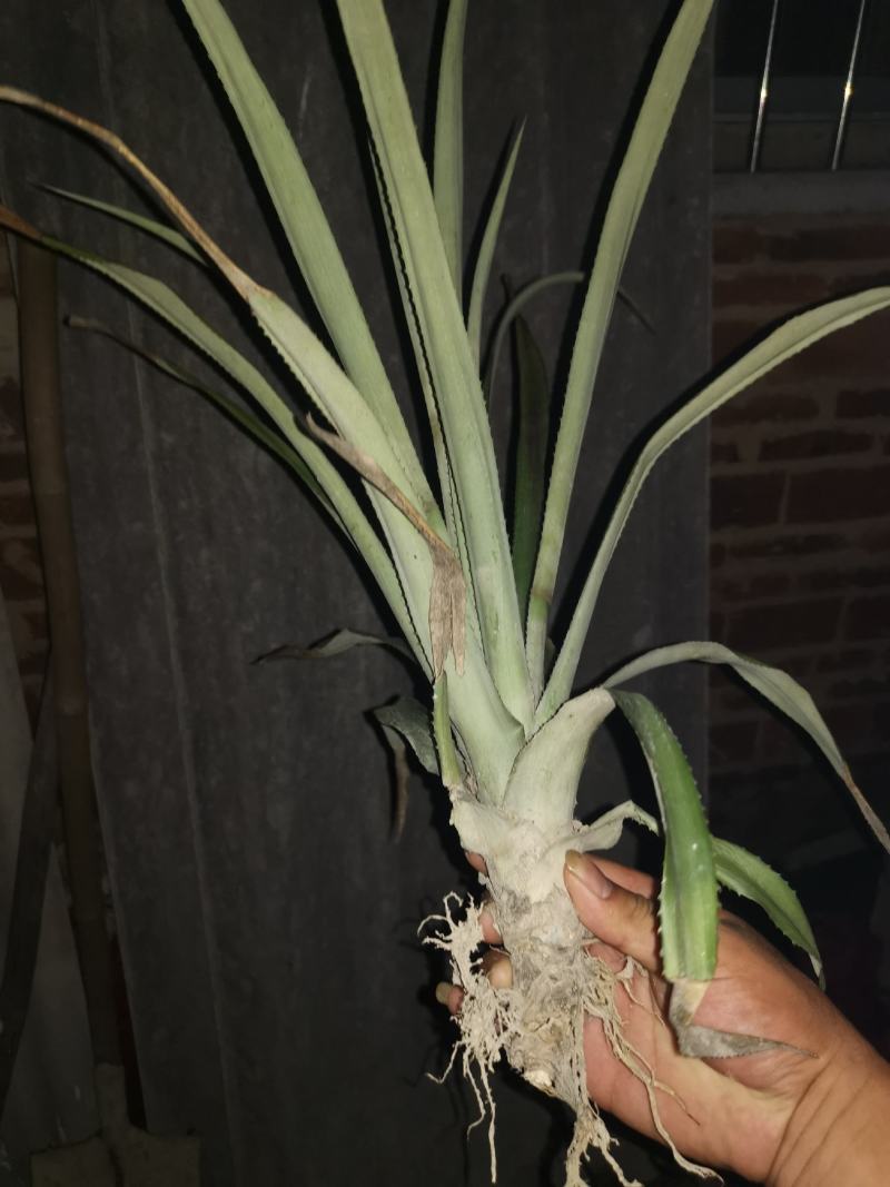菠萝苗，凤梨南方俗称（旺来），整棵出售，成活率高