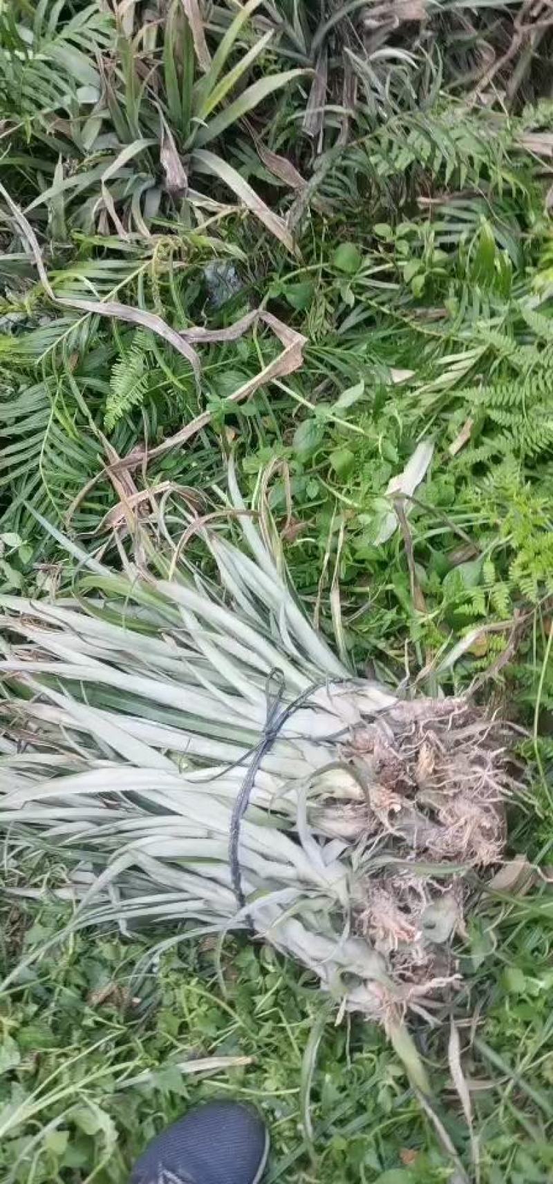 菠萝苗，凤梨南方俗称（旺来），整棵出售，成活率高