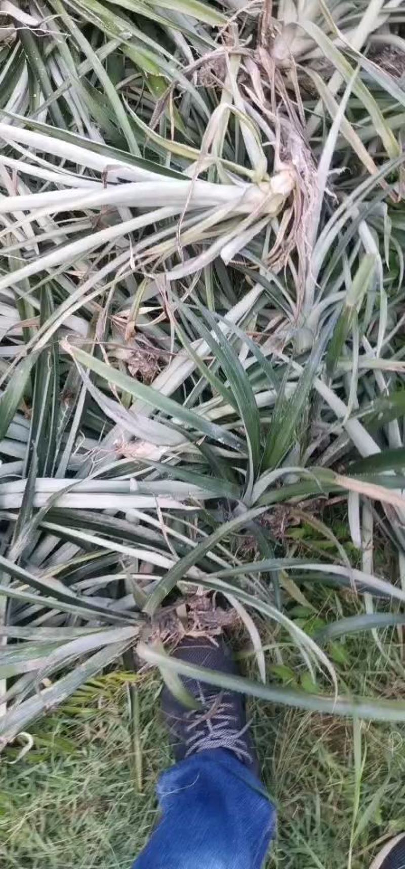 菠萝苗，凤梨南方俗称（旺来），整棵出售，成活率高
