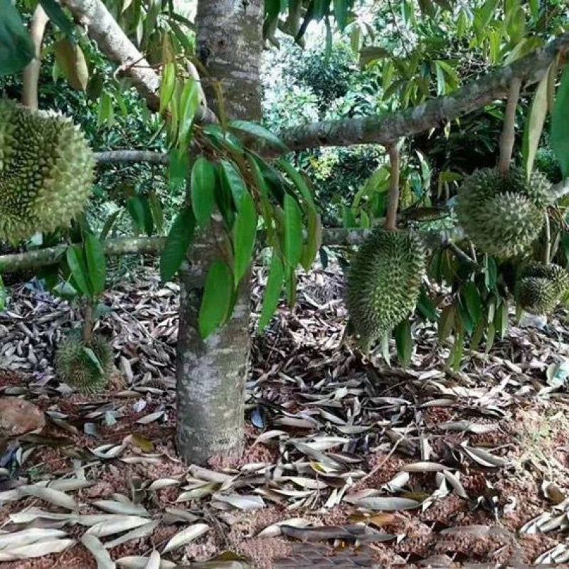 榴莲树苗猫山皇榴莲树苗金枕榴莲树苗