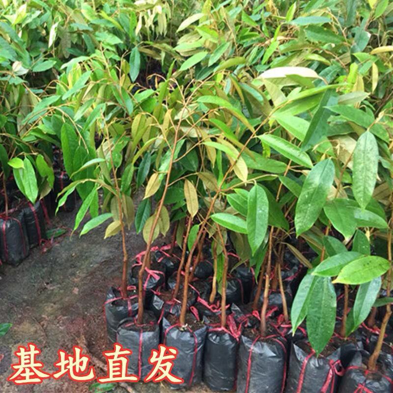 榴莲树苗猫山皇榴莲树苗金枕榴莲树苗
