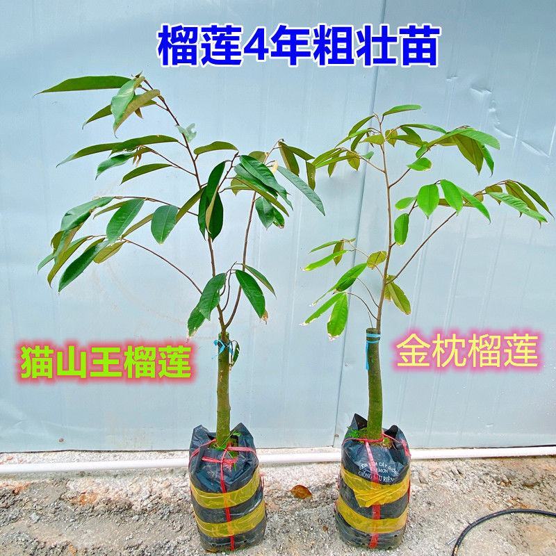 榴莲树苗猫山皇榴莲树苗金枕榴莲树苗