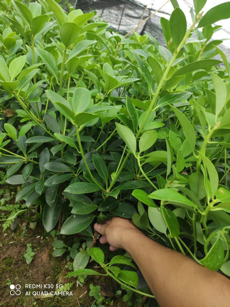 （顺丰快递包邮）矮化大红八角高产王批发批发