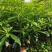 （顺丰快递包邮）矮化大红八角高产王批发批发