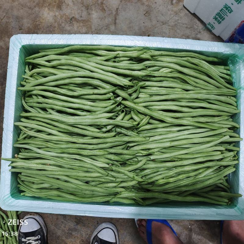 四季豆.扁豆.无筋豆大量上市