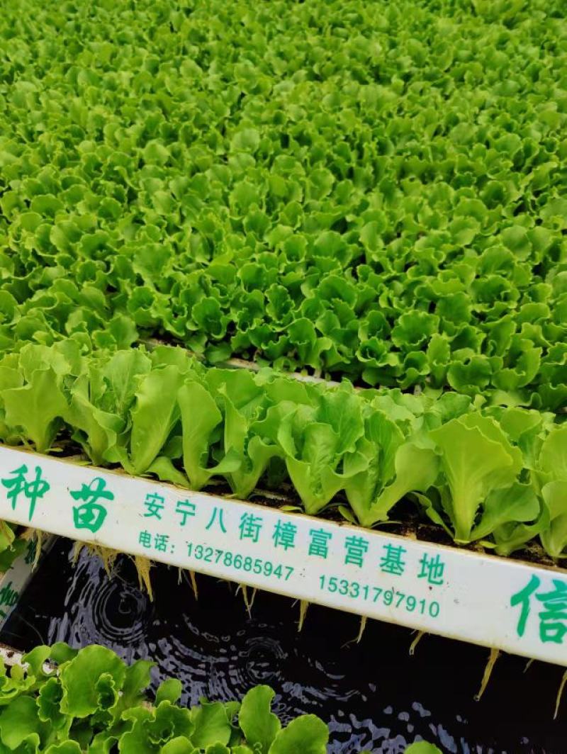 优质意大利种苗（生菜苗）根系发达成活率高质量保证产地直销