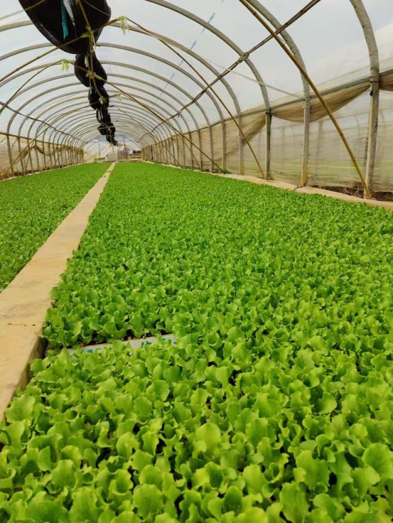 优质意大利种苗（生菜苗）根系发达成活率高质量保证产地直销