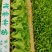 优质意大利种苗（生菜苗）根系发达成活率高质量保证产地直销