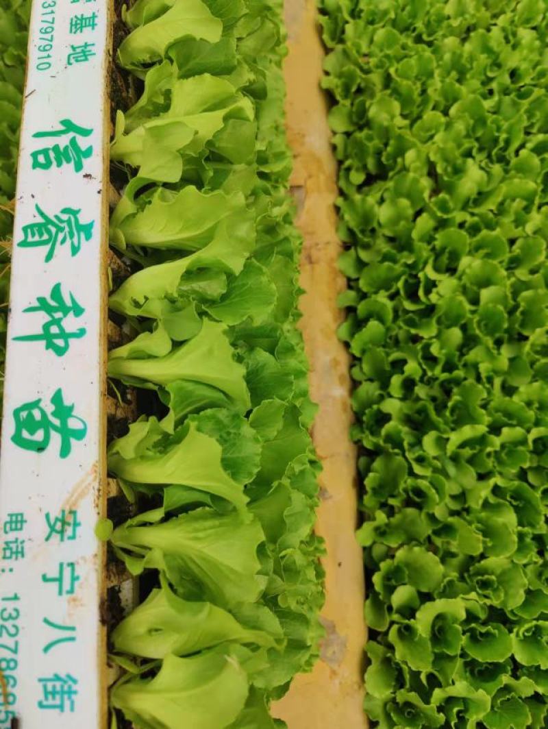 优质意大利种苗（生菜苗）根系发达成活率高质量保证产地直销