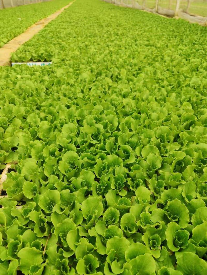优质意大利种苗（生菜苗）根系发达成活率高质量保证产地直销