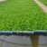 优质意大利种苗（生菜苗）根系发达成活率高质量保证产地直销