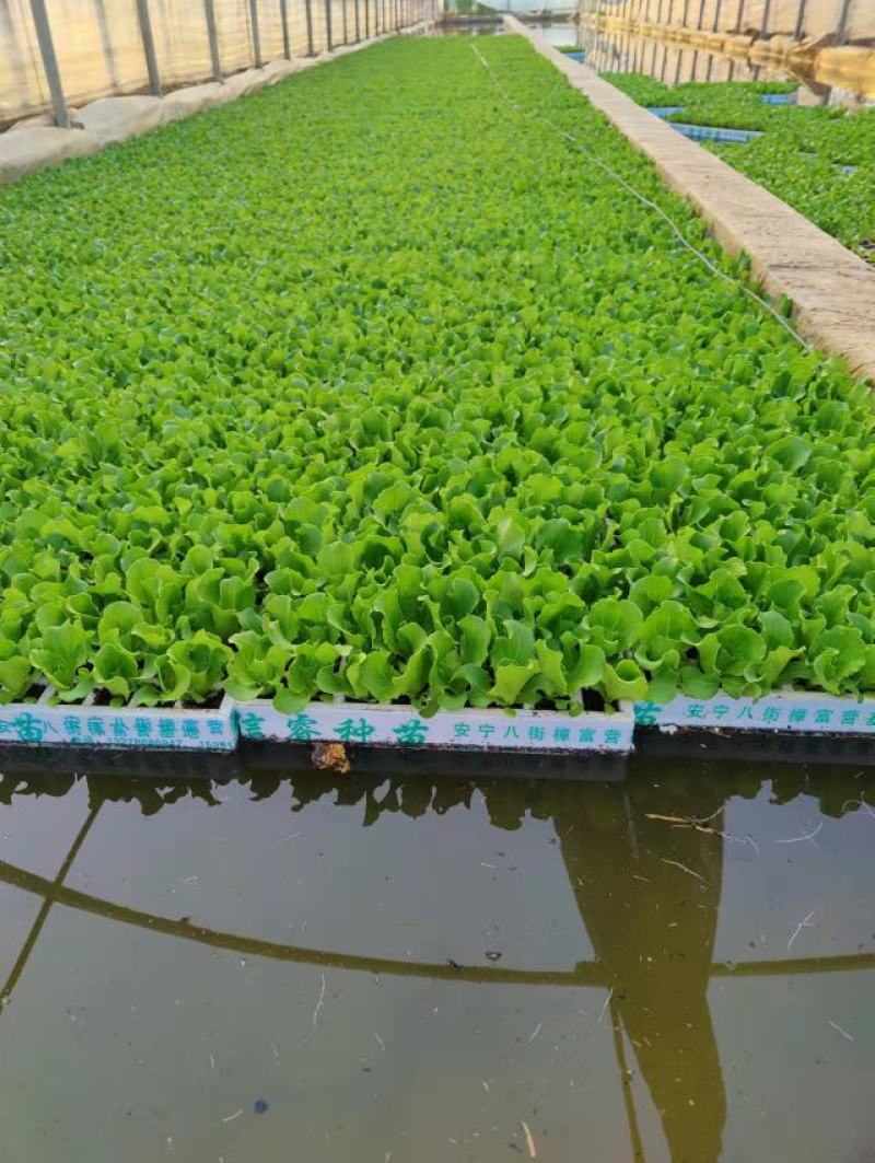 优质意大利种苗（生菜苗）根系发达成活率高质量保证产地直销