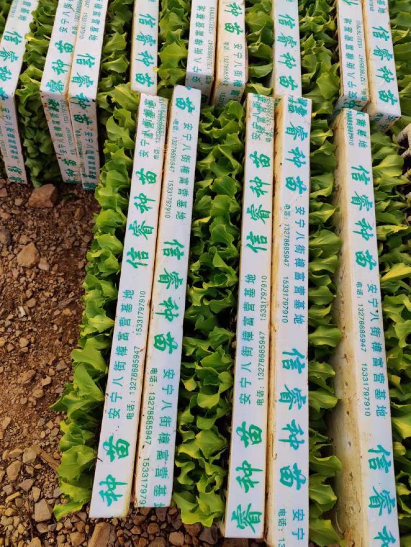 优质意大利种苗（生菜苗）根系发达成活率高质量保证产地直销